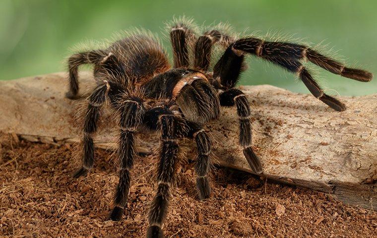 Blog Spiders Be Gone A Guide To Keeping Spiders Out Of Your Home In