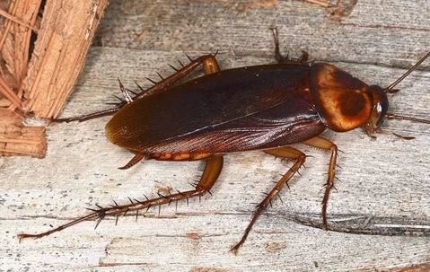Blog - The Dangers Cockroaches Bring To Your Humboldt County Home