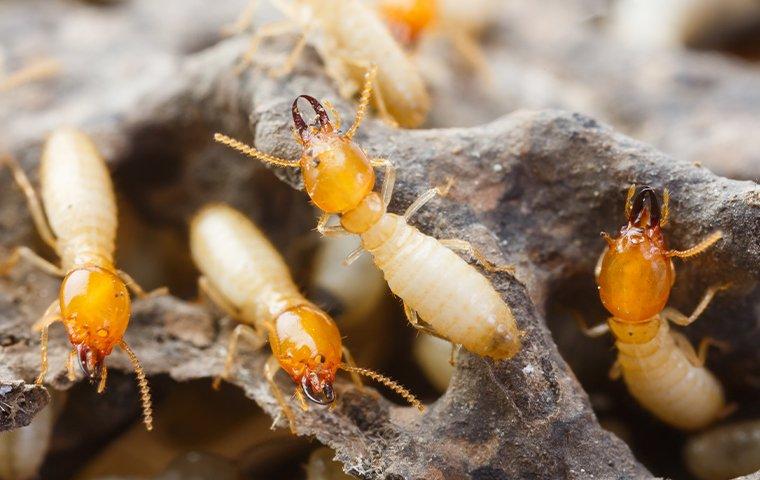 Humboldt's Guide To Effective Termite Control